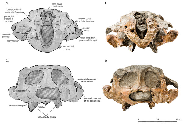 Skull of Arktocara yakataga (USNM 214830) in anterior (A, B) and posterior (C, D) views.