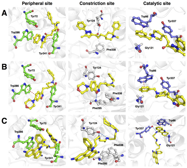 Molecular docking of the top three representative compounds against AChE.
