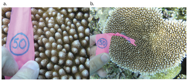 Example of a colony of Acropora hyacinthus collected in Palau.