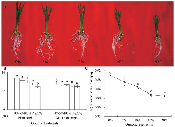 The plant height, main root length (B) and RWC of wheat seedling at the two-leaf stage, which were exposed to five osmotic stresses, were measured to assess the effects of osmotic.