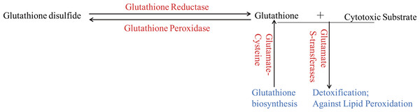 The glutathione system in wheat roots under osmotic stress.