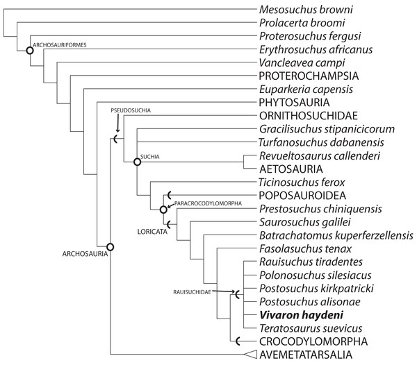 Strict consensus of Archosauria (80 taxa, 412 characters) highlighting relationships of Vivaron haydeni gen. et. sp. nov. within Rauisuchidae.
