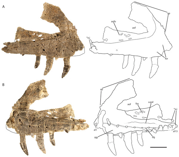 Holotype right maxilla of Vivaron haydeni gen. et. sp. nov. (GR 263) in (A) lateral and (B) medial views (with interpretive drawings).