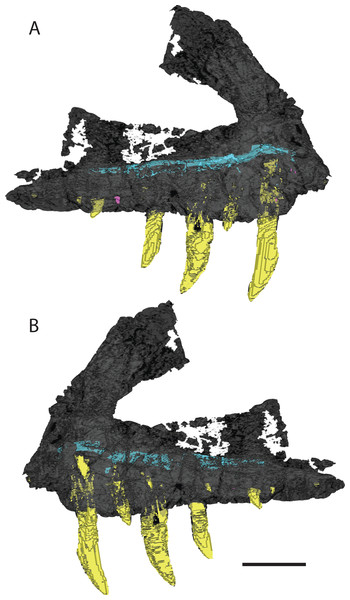 3D visualization of CT scan data of holotype right maxilla of Vivaron haydeni gen. et. sp. nov. (GR 263) in (A) lateral and (B) medial views with bone depicted in gray, teeth in yellow, and trigeminal nerve pathway in blue.