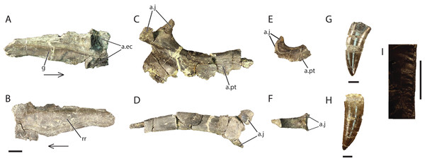 Referred cranial elements of Vivaron haydeni gen. et. sp. nov. Left jugal (GR 641) in (A) medial and (B) lateral views; right ectopterygoid (GR 640) in (C) dorsal and (D) lateral views; right ectopterygoid (GR 451) in (E) dorsal and (F) lateral views; tooth (GR 560) (G); tooth (GR 664) (H) and wrinkled enamel (I).