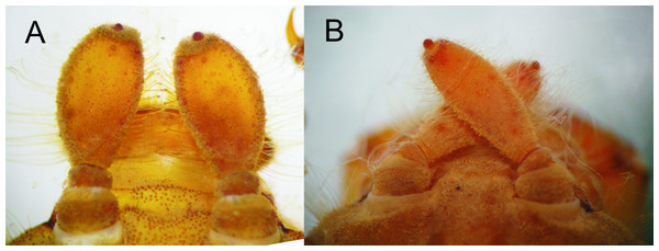 Details of the morphology of Epigomphus spp.