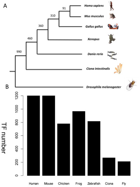 TF distribution across species in the database.