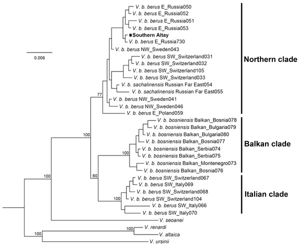 Phylogenetic tree of cytochrome b obtained from Bayesian analysis.