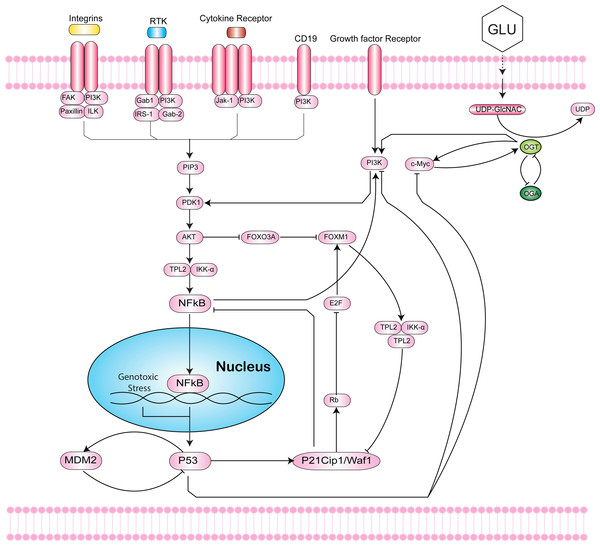 Intersection of the Hexosamine Biosynthetic Pathway (HBP), Phosphoinositide 3-kinase (PI3K)-mTOR-MYC signaling axis, and p53-MDM2 circuit.