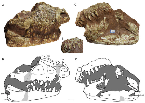 Holotype of Protoalligator huiningensis (IVPP V 4058).