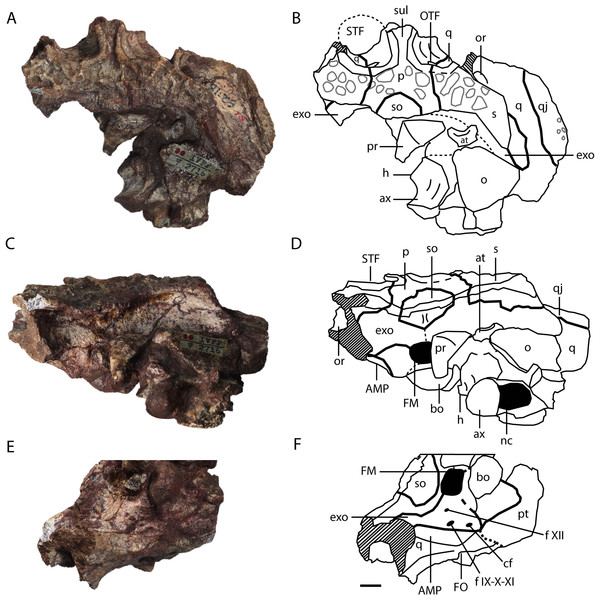 Asiatosuchus nanlingensis (IVPP V 2716-1.1), posterior part of skull originally designated by Young (1964) as part of the holotype of Eoalligator chunyii.