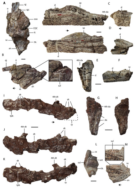 Asiatosuchus nanlingensisspecimens originally assigned by Young (1964) to Eoalligator chunyii.