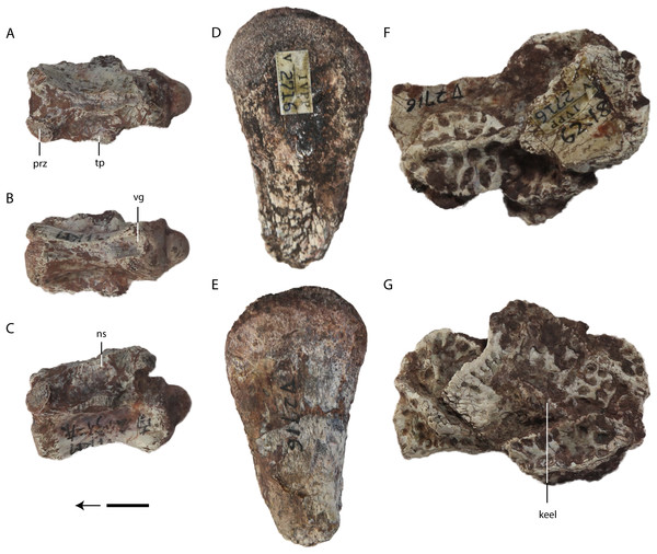 Asiatosuchus nanlingensis specimens originally assigned by Young (1964) to Eoalligator chunyii.