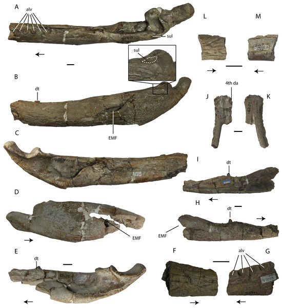 Specimens assigned by Young (1964) to Asiatosuchus nanlingensis.
