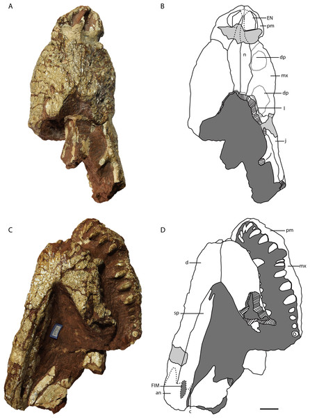 Holotype of Protoalligator huiningensis (IVPP V 4058).