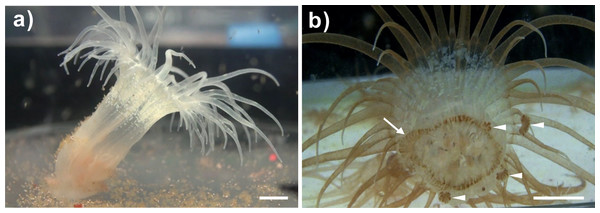 A representative bleached and a representative clade C Symbiodinium-infected anemone and its lacerates.