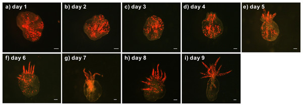 Development of a representative lacerate collected from a clade C Symbiodinium-infected anemone.