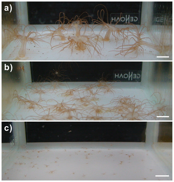Images of the clade C Symbiodinium-infected anemones and their offspring.