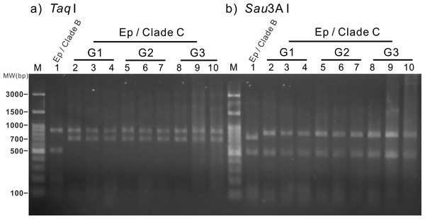 Restriction fragment length polymorphism (RFLP) analysis of three generations of the clade C Symbiodinium-infected anemones.