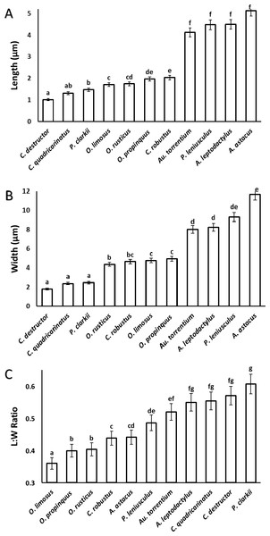 Comparison of different dimensions of the spermatozoon acrosome among eleven species of freshwater crayfish.