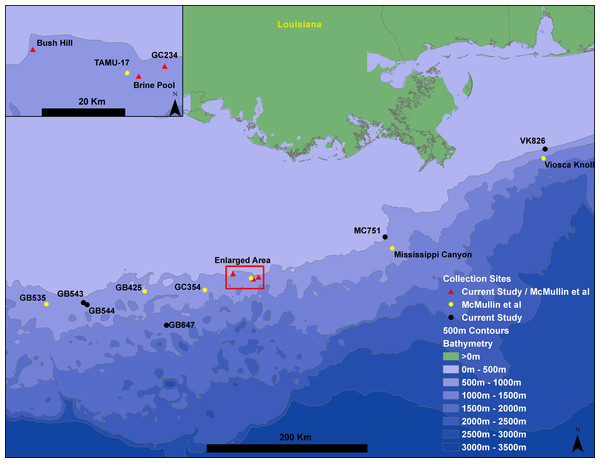 Gulf of Mexico seep locations from which Seepiophila jonesi individuals were collected.