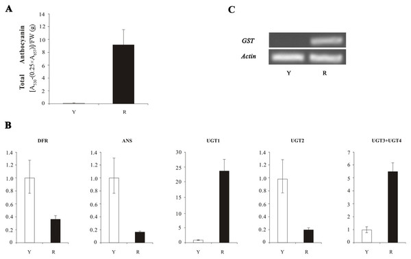 The anthocyanin content and the expression analyses of four structural genes (DFR, ANS, UFGT and GST) in Nelumbo.