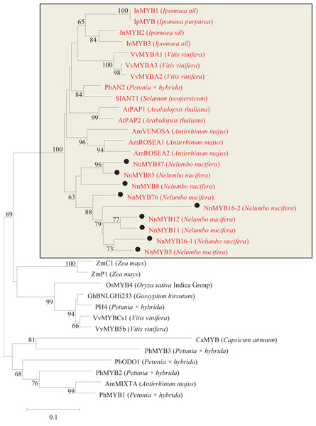 Phylogentic relationships of MYB proteins from lotus and other species.