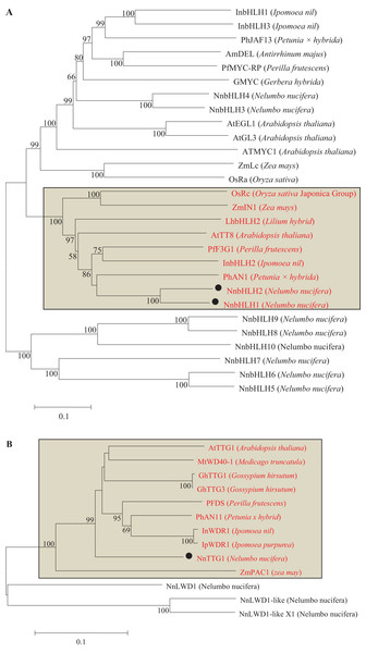 Phylogentic relationships of bHLH and WD40 proteins from lotus and other species.