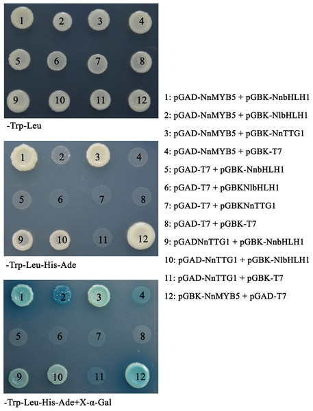 Cooperative interaction of MYB5, NnbHLH1, and NnTTG1 in yeast two-hybrid experiments.