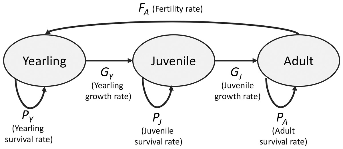 Effects Of Yearling  Juvenile And Adult Survival On Reef