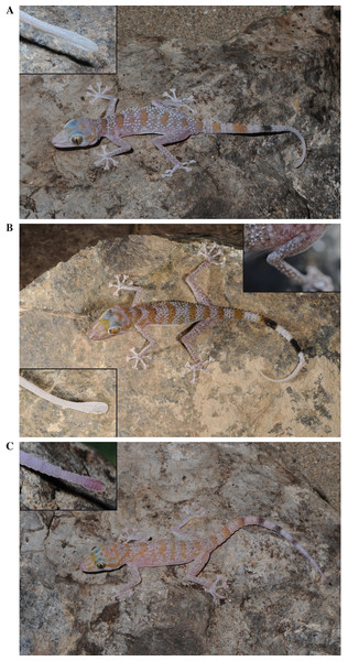 General appearance and colour in life of the three species studied in this work.