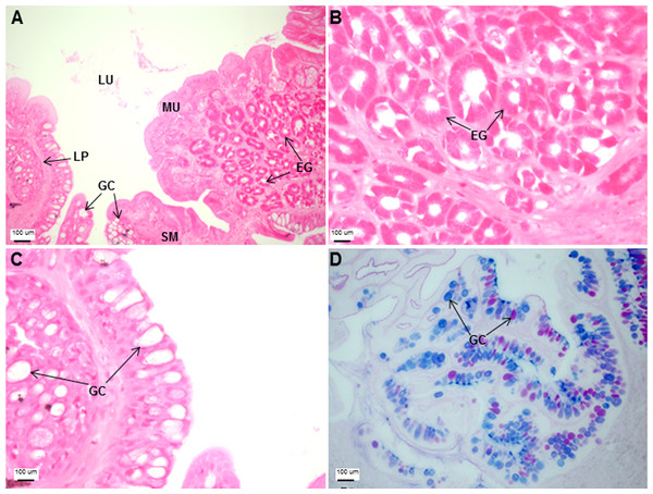 Both goblet cells and esophageal glands were detected in the Asian seabass esophagus by histological analysis.