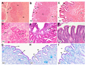 Morpho-histological characterisation of the alimentary canal of an ...