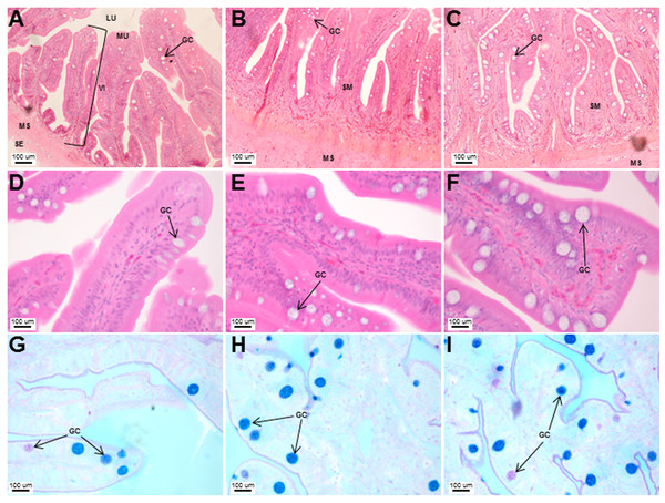 Histological analyses of the Asian seabass intestine did not reveal major differences from the anterior to posterior portion with the exception of goblet cell numbers.