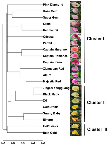An NJ dendrogram of 21 colored calla lily accessions based on 58 polymorphic EST-SSR markers.