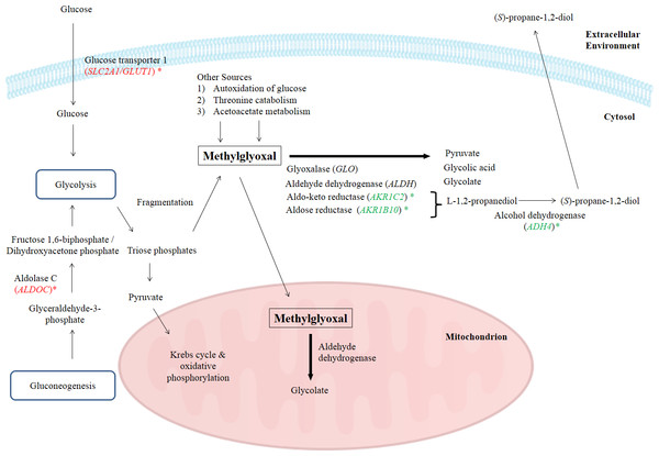 A graphical representation to illustrate how BLE may affect cellular metabolism of methylglyoxal.