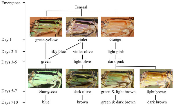 The ontogeny of colour changes in the female morphs of I. genei.