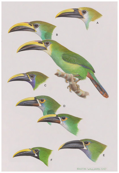 The six major, color-based taxonomic groups of the Aulacorhynchus “prasinus” species complex, from top to bottom.