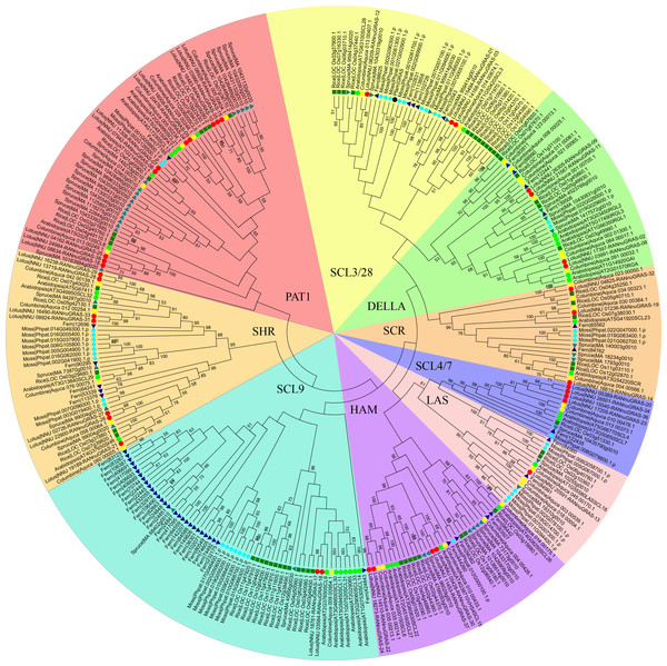 Genome-wide identification and characterization of GRAS transcription ...