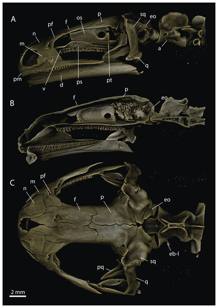 Craniocervical osteology in Salamandra salamandra based on μCT-reconstruction.