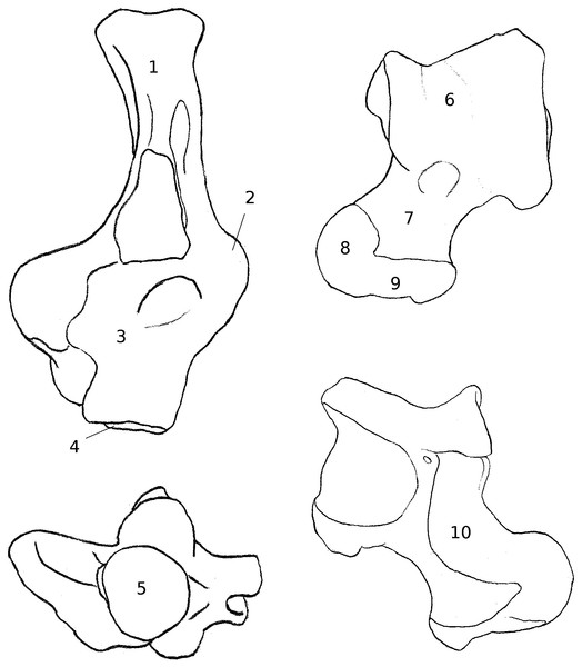 Drawing of the calcaneus and astragalus of a “typical” climbing rodent.