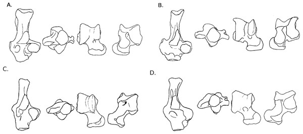 Drawings of calcanei and astragali of squirrel related species.