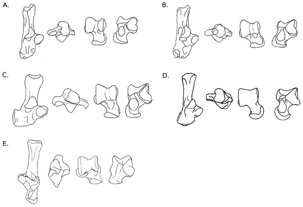 Drawings of calcanei and astragali of Myodonta species.