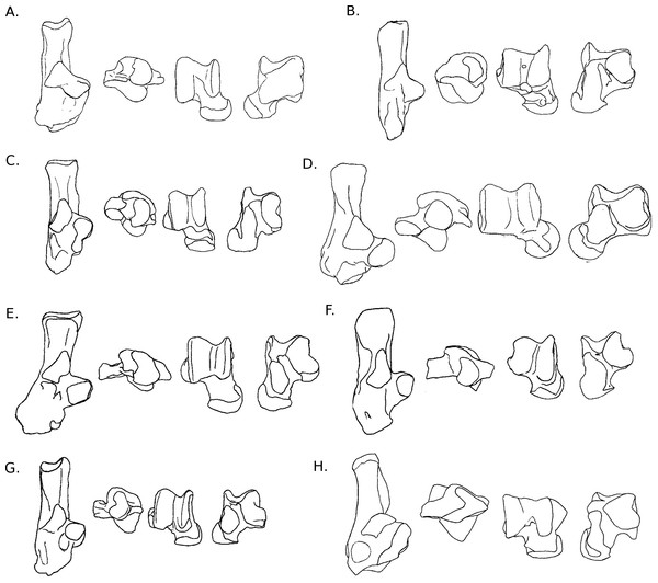 Drawings of calcanei and astragali of Ctenohystrica species.