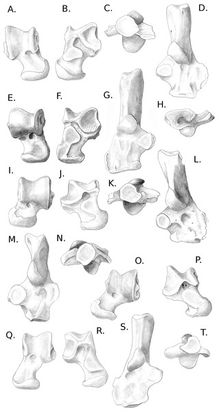 Drawings of the calcanei and astragali of the fossil species studied.