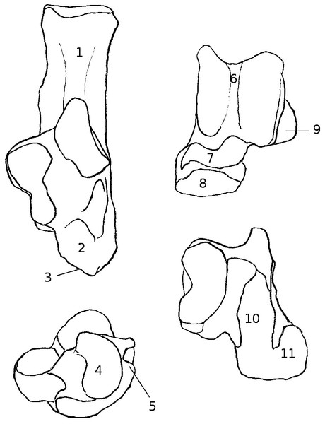 Drawing of the calcaneus and astragalus of a “typical” jumping rodent.