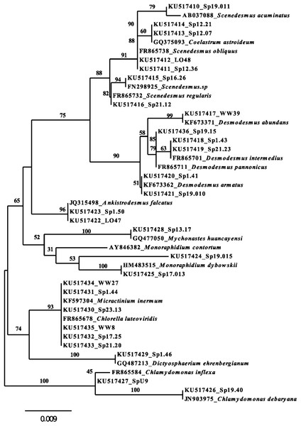 Unrooted Neighbor-joining tree for 18S rRNA NS1-region sequences greater than 400 bp for algal isolates and related taxa from the NCBI database.