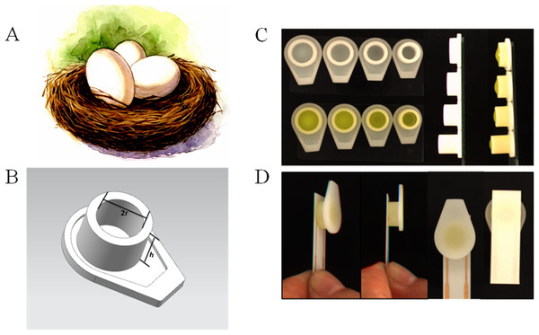The 3D printed nest-like devices (B) with different height (h) and diameter (2r = 6, 7, 8 and 9 millimeter) (C) and the photo of the incubation (D).