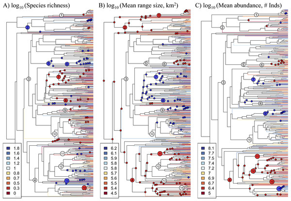 Phylogeny of 631 Amazonian tree genera with terminal branches coloured according to the (A) species richness, (B) mean range size, and (C) mean abundance of genera.