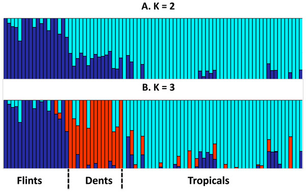 Group membership of 83 maize inbred lines inferred using FastStructure v1.0 (Raj, Stephens & Pritchard, 2014) from 29,090 SNPs with ancestral group number K = 2 (A) or K = 3 (B).
